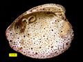 Bored encrusted shell