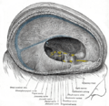 Glossopharyngeal nerve