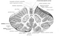 Deep cerebellar nuclei