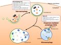 Autophagy