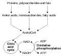 Catabolism schematic
