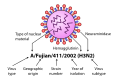 Influenza Nomenclature Diagram