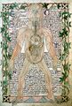 13th century anatomical illustration