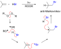 Anti-Markovnikov peroxide mechanism