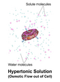 Osmotic flow in a hypertonic solution