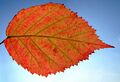 Rubus