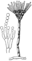 Conidium