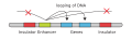 Diagram of a gene enhancer
