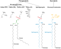 Membrane Lipids