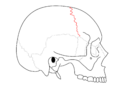 Fibrous_joint