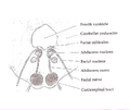 Pons section at facial colliculus