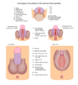 Scrotum
