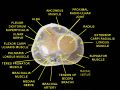 Supinator muscle