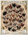 Poultry of the world