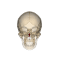 Rotation of the vomer bone