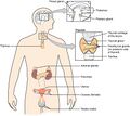 The Endocrine System