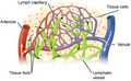 Lymphatic system