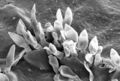 Apple scab under scanning electron microscope