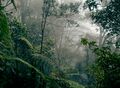 Rainforest