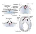 Embryonic Development CNS
