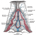 Cerebellar veins