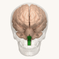 Animation of the medulla oblongata
