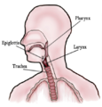 Throat Diagram