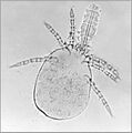 Trombicula mite larva with stylostome