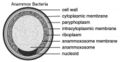 Image of Brocadia anammoxidans