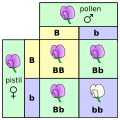 Punnett square of Mendel's flowers