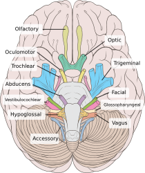 View from below of the brain and brainstem showing the cranial nerves, numbered from olfactory to hypoglossal after the order in which they emerge