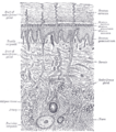 Cross-section of skin with Pacinian corpuscle
