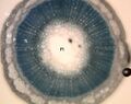 Plant stem