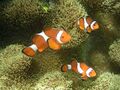 Ocellaris clownfish