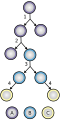 Stem cell division and differentiation