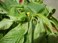 Saluyot Philippines Leaves Flowers
