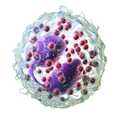 Illustration of an eosinophil