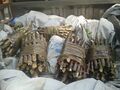 Boutures de manioc