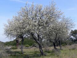 Flowering Iberian pear