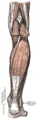 Soleus muscle in the lower leg