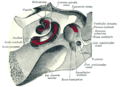 Diagram of the cochlea