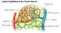 Lymph capillary