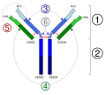 Immunoglobulin basic unit