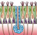 Respiratory Tract Cells