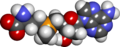 S-adenosylmethionine spacefill