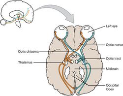 Optic nerve