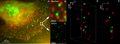 3D Dual Color Super Resolution Microscopy Cremer 2010