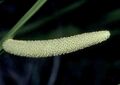 Acorus calamus leaves