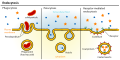Diagram showing different types of endocytosis