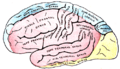 Gray's Anatomy plate 517 brain
